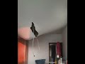 Leaky Roof Turns Room Into Waterfall || ViralHog