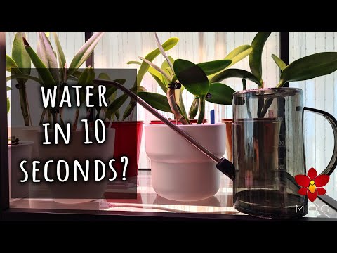 I CAN water 15 Orchids in 10 seconds & you CAN too! (if you really want to 😝)