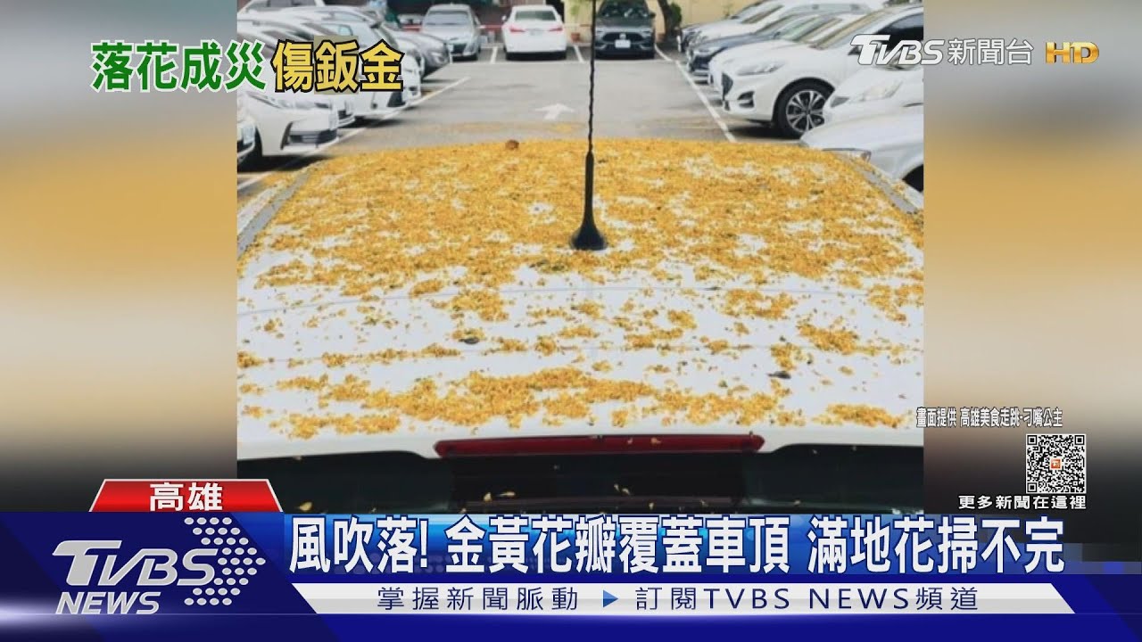 風吹落花成災!金黃花瓣覆蓋車頂 滿地花掃不完