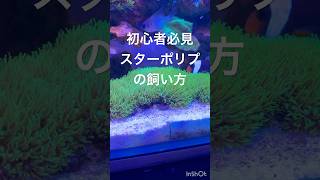 初心者必見　スターポリプの飼い方！
