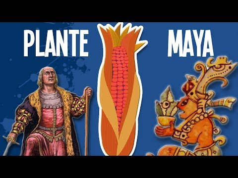 Cette plante Maya conquiert le monde - UPH #13