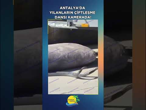 Antalya'da yılanların çiftleşme dansı kamerada!