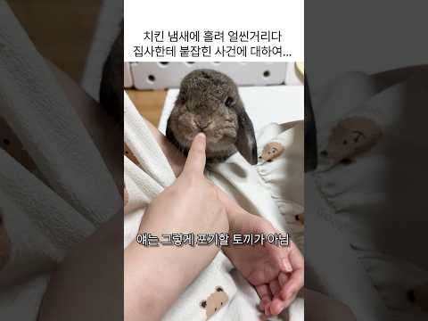 나..나는 치킨 도둑이 아니야.. 그냥 지나가던 토끼라고