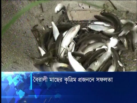 বৈরালী মাছের কৃত্রিম প্রজননে সফলতা