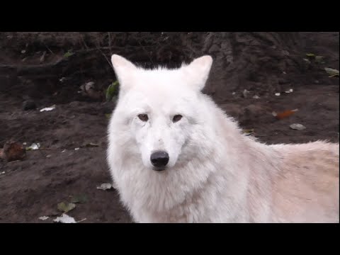 7 "cugini" del lupo - 7 wild canids