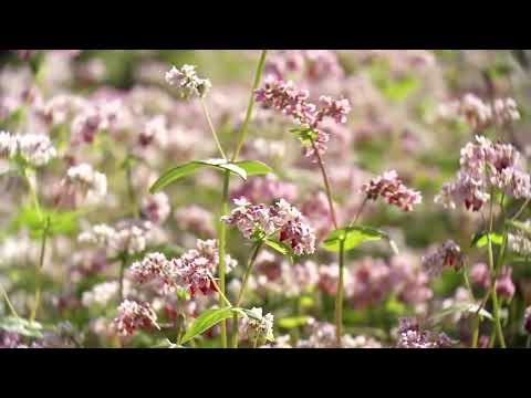 Nhạc Phim Lặng Yên Dưới Vực Sâu  .... Lặng Yên - Bùi Anh Tuấn ft Ái Phương