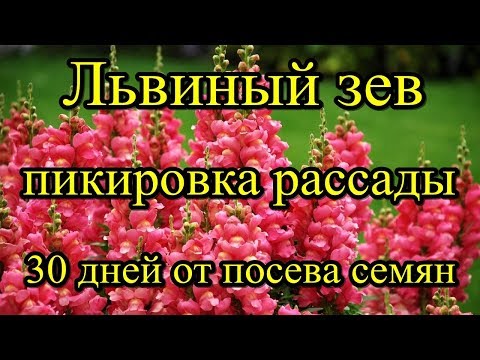#Львиный зев. Пикировка рассады. 30 дней от посева семян.