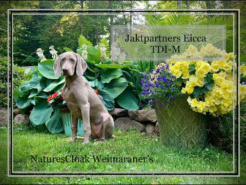 Liesel’s Intermediate Trick Dog Master Title Video