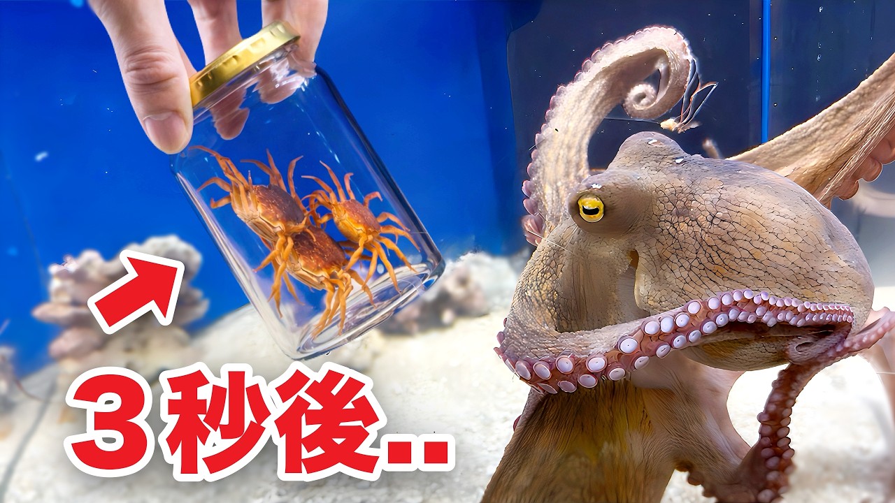 タコに瓶を見せたらヤバいことに..！！