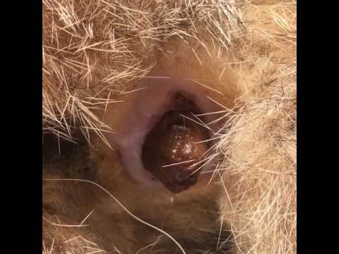 I parassiti principali sono girati Mezzi per un gattino da vermi in