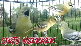 Download lagu SIRTU NGEKREK... ‼️ Suara Pikat Paling Ampuh Untuk Sirtu Cipoh mp3