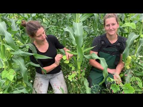 So funktioniert der Maya-Mix! | De Öko Melkburen