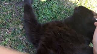 Out of content atm, so here's my cat