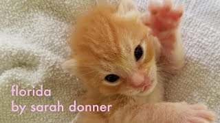 Florida by Sarah Donner [explicit]