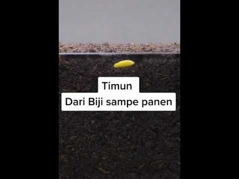 , title : 'PROSES PENANAMAN BIJI TIMUN SAMPAI PANEN (1)'