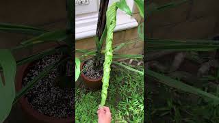 Download lagu JANDA BOLONG PALING BESAR YA INI DIAAA... #rareplant #ornamentalplants #SHORTS #GARDEN #flower #fyp mp3 Download lagu JANDA BOLONG PALING BESAR YA INI DIAAA... #rareplant #ornamentalplants #SHORTS #GARDEN #flower #fyp mp3