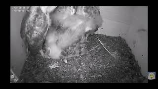 Pelote de réjection