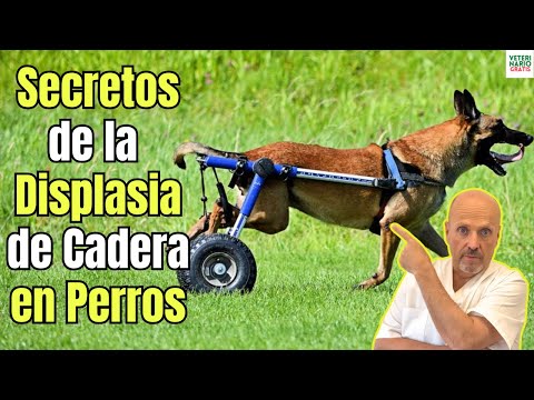 🆘 LOS SECRETOS DE LA DISPLASIA DE CADERA EN PERROS SINTOMAS CAUSAS COMO DETECTAR Y TRATAMIENTO 🆘