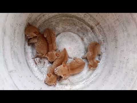 better life compare with human