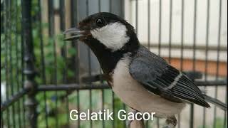 Download lagu Suara burung gelatik batu betina gacor mp3