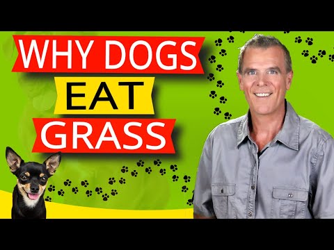 9 Reasons Dogs Eat Grass (And The VITAL Home Remedy)