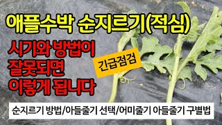 (긴급점검) 애플수박 순지르기 (적심) 잘못하면 이렇게 됩니다
