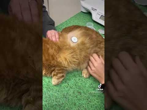 Applying a Freestyle Libre