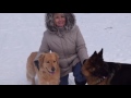 GSD ZENDAYA AND GOLDEN RETRIEVER MLEY