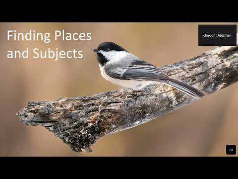 The art of wildlife photography