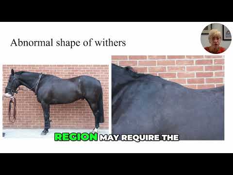 Equine Saddle Fit Issues: Recognizing Withers Deformity and Muscle Atrophy