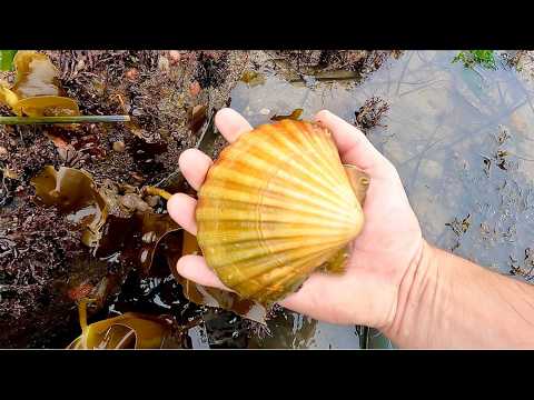 Coastal Foraging for Scallops, Clams, Cockles on Huge Spring Tide | The Fish Locker