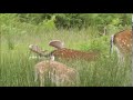 Deer กวาง
