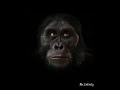 6 Million Years Of Human Evolution In 40 Seconds HD
