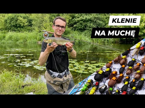 FLY FISHING CHUBS | Beautiful Lowland River | Foam Beetles | Fly Fishing in Poland for Chub