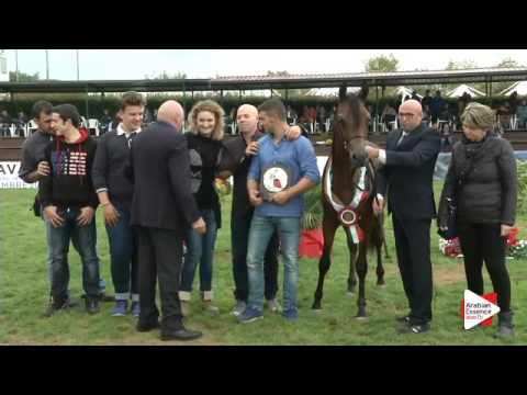 3rd Place N.2 CS PRINCE BAY - Arezzo 2015 - Yearling Colts Championship (Class 16)