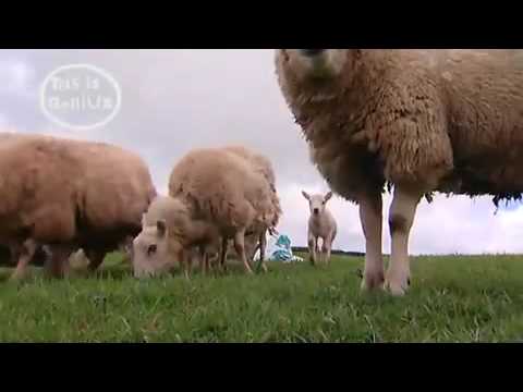 LED Sheep on ITNextreme