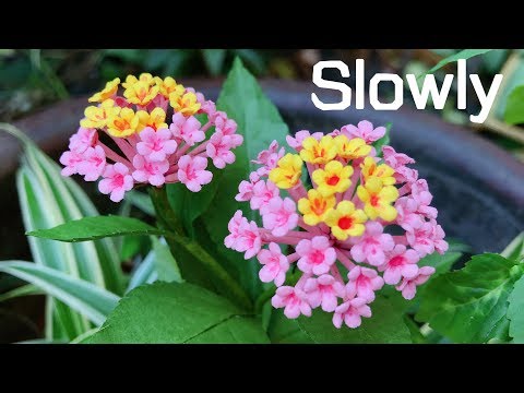 ABC TV | How To Make Lantana Camara Paper Flower With Shape Punch (Slowly) - Craft Tutorial