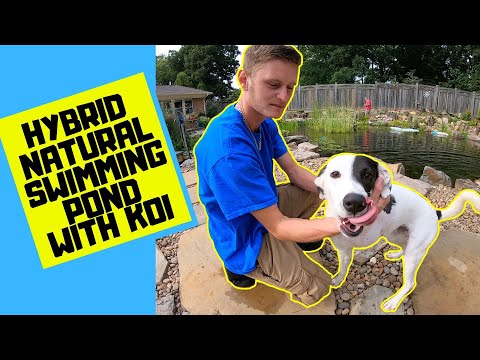 Recreational Pond | Swim Pond Hybrid: 8-Year Project Showcase!