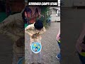 Sodvdara Ganpati Utachav Ganpati Drums New Ttendingshort