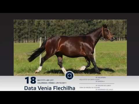 LOTE 18   DATA VENIA FLECHILHA