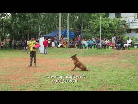 Saajan Saji Cyriac K9 dog training school.9961310970