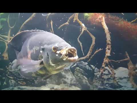 How To Take Care Of Oscar Fish (Complete Oscar Fish Guide)