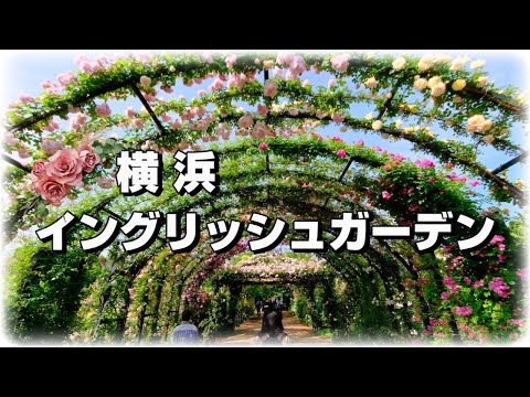 2025横浜イングリッシュガーデン/春バラ/見頃ピーク（神奈川県横浜市）[4K] Rose in Yokohama English Garden