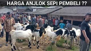 Download lagu Males 650,000 Rupiah!! Today's Goat Price Update at Kliwon Market, Trenggalek, East Java @dadungk... mp3 Download lagu Males 650,000 Rupiah!! Today's Goat Price Update at Kliwon Market, Trenggalek, East Java @dadungk... mp3