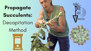 PROPAGATE SUCCULENTS Head - Overgrown Succulent Plants - Tutorial