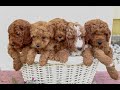 Mini Goldendoodle dogs for sale: Aiden - Video 1