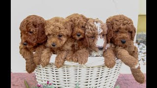 Video preview image #1 Goldendoodle (Miniature) Puppy For Sale in NARVON, PA, USA