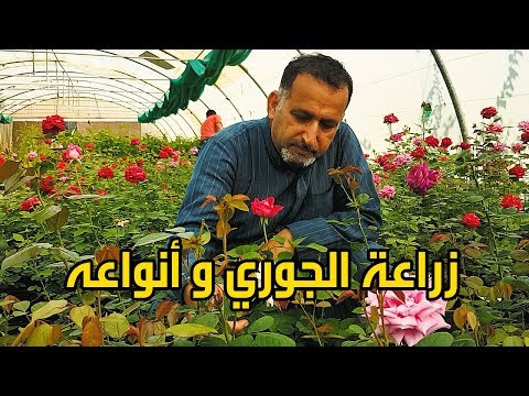 , title : 'زراعة الورد الجوري How to plant roses'