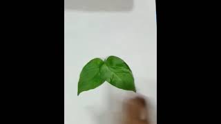 leaf art 🌿 || how to make butterfly🦋 from leaf #leafart  #activity #trending #shorts