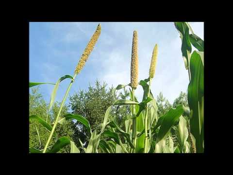 Lloyd Kappa's Feat. Twenty Fingers - Mapira da Laurinda (Remix)